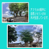 画像1483